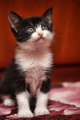 Fototapeta na wymiar black and white kitten on a red background
