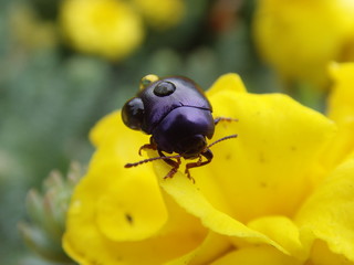 Purple beetle (Chrysolina sturmi)