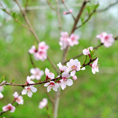 Fototapeta na wymiar Blossoming peach tree branches