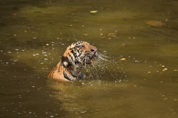 Tiger cub playing in the watter/wild animals in the nature habitat/wild india/tigers love watter play