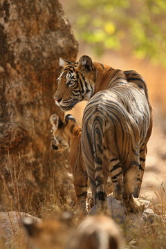 Tiger female and her cubs in the nature habitat/wild animals in the nature habitat/wild india/tigers love watter play