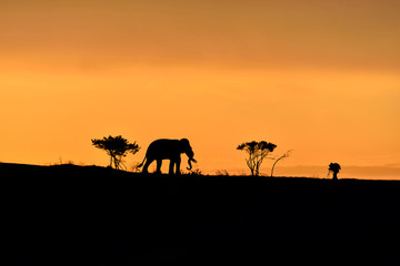Fototapeta na wymiar Trees, elephant and male photographer silhouette on a hill at sunrise