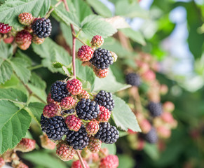 Blackberries on the shrub in the garden.