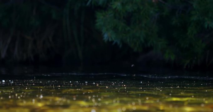 Fish catching fly in river