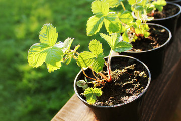 Pots with young strawberry plants ready for the garden.. Green background.