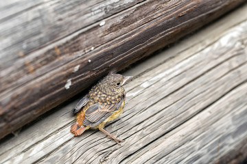 Nestling of the Gray Thrush