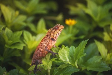 garden lizard