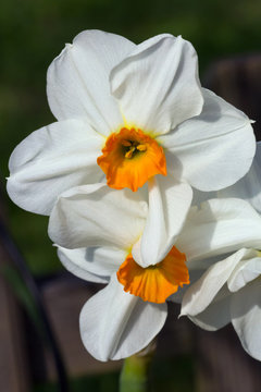 Narcissus Barret Browning