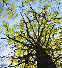 alter Baum mit jungen Blättern