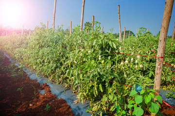 tomato plant beautiful sky background