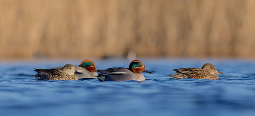 Eurasian Teal - Anas crecca