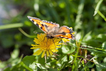 Obraz premium Kleiner Fuchs