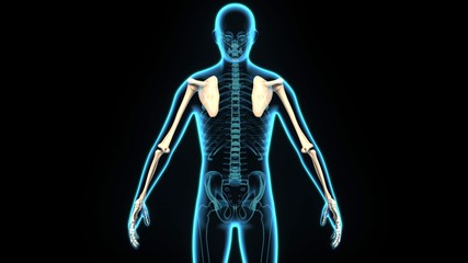 3D Illustration of Human Skeleton Scapula With Humerus Bone.
