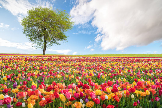 Rural Landscape with Flowers