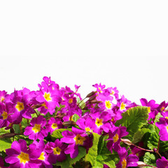 Pink primrose flowers with green leaves isolated on white.