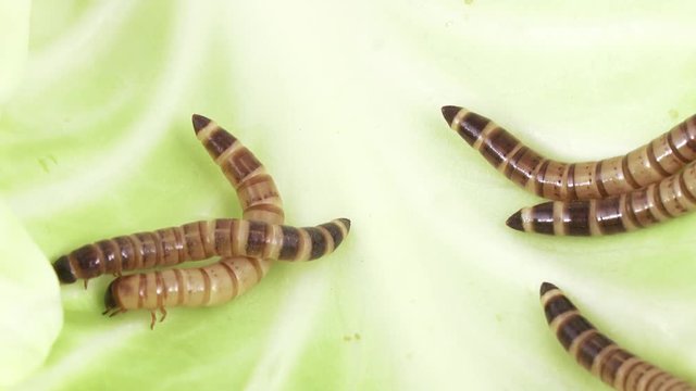 Zofobas larvae on cabbage