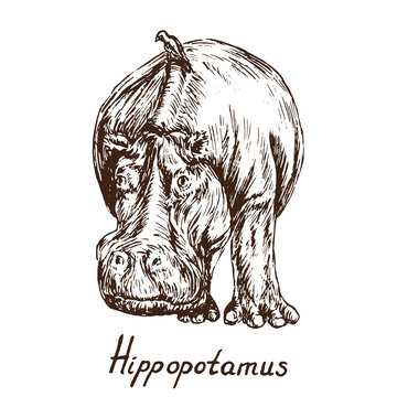 Hippopotamus standing with bird on it`s back, hand drawn doodle, sketch in pop art style, vector illustration