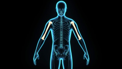 3d illustration human body humerus