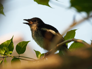 baby bird