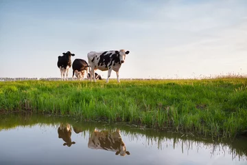Crédence de cuisine en verre imprimé Vache Les vaches au pâturage se reflètent dans la rivière