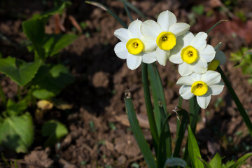 Narcissus Minnow