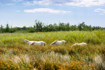 wild white horse of the Camargue, France, 
