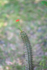 Crown of thorns flower : Desert  plants : Plants that grow in arid conditions