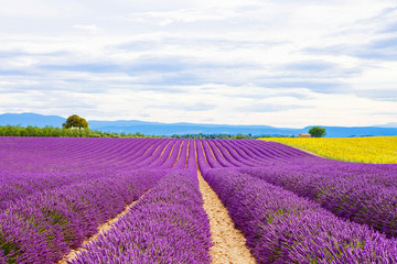 Fototapeta na wymiar Blossoming lavender and sunflower fields in Provence, France.