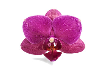 pink orchid