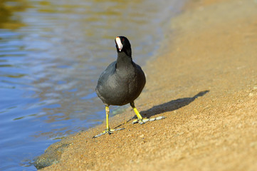 The American Coot walking on a shore (Fulica americana)
