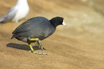 The American Coot walking on a shore (Fulica americana)