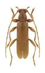 Beetle Axinopalpis gracilis on a white background