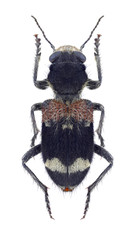 Beetle Clerus mutillarius on a white background