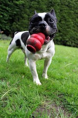 französische bulldogge mit spielzeug