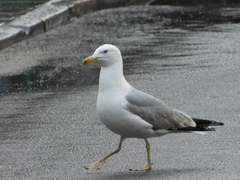 Seagull walk on street in Gdansk