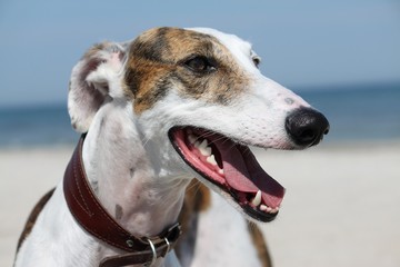 hübsches windhund kopf portrait am strand