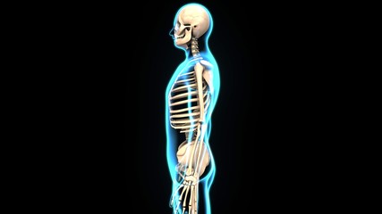 3d illustration human body skeleton