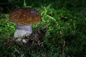 Pilze im Wald