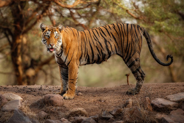 Young tiger female in a beautiful place full of color/wild animal in the nature habitat/India/big...