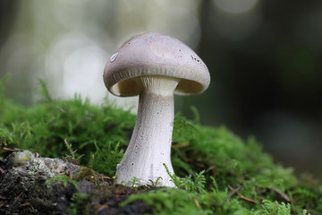 Fototapeta premium Pilze im Wald