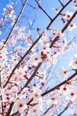 Spring Blooming