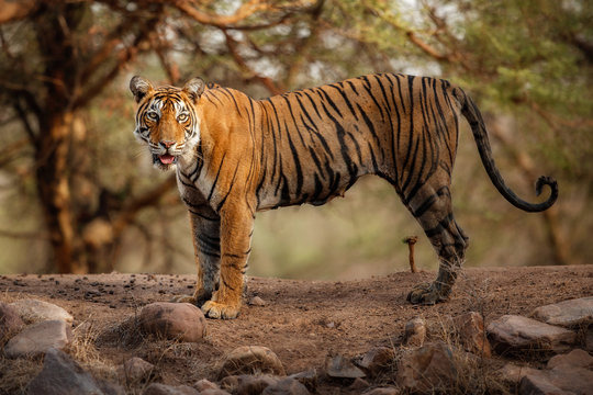 Fototapeta Young tiger female in a beautiful place full of color/wild animal in the nature habitat/India/big cats/endangered animals/close up with tigress