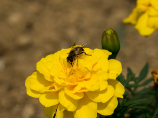 Hoverfly on yellow flower