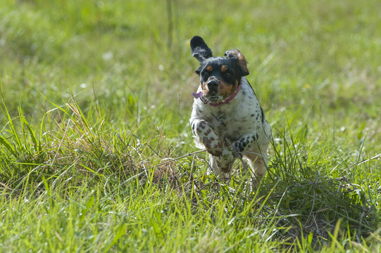 Cane Epagneul Breton mentre salta