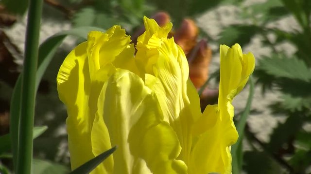 Eine gelbe Tulpenbl&uuml;te zittert im Wind (Gro&szlig;aufnahme)