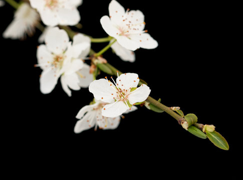 Cherry flowers on a black background