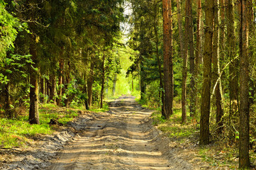 Leśna droga w gęstym lesie. © W Korczewski