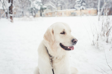 Golden Retriever in the snow