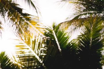 Fototapeta na wymiar Palm leaf with bokeh sunset light.Blured natural background texture.
