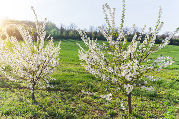 Blossoming cherry orchard in spring time